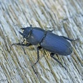 Balkenschröter (Dorcus parallelipipedus)